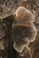 Mushroom on a stump in the forest photo