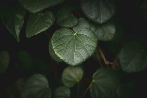 corazón conformado hojas en el jardín foto