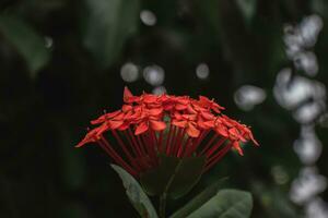 rojo ixora flor en el jardín. foto