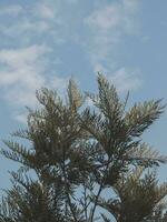 Silver tree leaves with cloudy sky background. photo