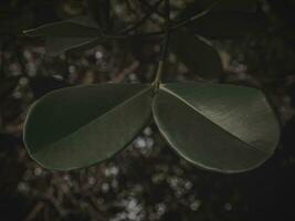 Pair of oval Leaves with moody effect. photo