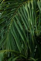 Vibrant Green Jungle Growth. photo