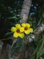 Yellow flower in the garden. photo