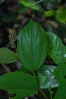 Close-up of a Shrubs Growing Leafy Greens. photo