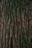 Bark of a tree with green moss and lichen photo