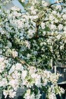 floreciente manzana árbol ramas con blanco flores de cerca. foto