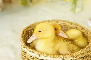 En Vivo amarillo patos en un mimbre cesta hecho de estera de cerca. el concepto de levantamiento animales en un granja. foto