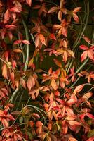Natural background of red autumn leaves. A shrub on the wall of the house, a climbing plant. photo