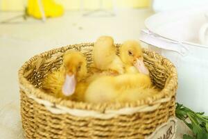 En Vivo amarillo patos en un mimbre cesta hecho de estera de cerca. el concepto de levantamiento animales en un granja. foto