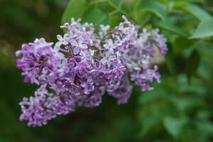 Lilac flowers on a green lilac bush close-up. Spring concert. Lilac garden. photo