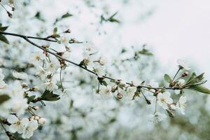 Blooming cherry branches with white flowers close-up, background of spring nature. Macro image of vegetation, close-up with depth of field. photo