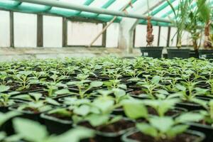 Greenhouse with a large variety of green plants. The concept of planting crops in spring. photo