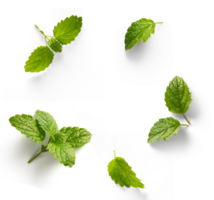 fresh mint leaves with real transparent shadow isolated on transparent background png