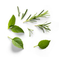 Fresh green organic basil and rosemary leaves isolated. Transparent background and natural transparent shadow. Ingredient, spice for cooking. Basil and rosemary herb collection for design png