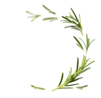 Fresh green organic rosemary leaves flying on transparent background. Ingredient, spice for cooking. food collection for design png
