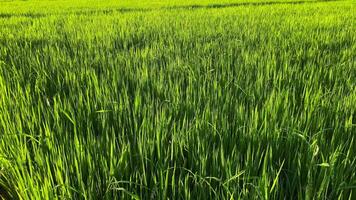 Video landscape of green crops and field. 4K video clip of farming and agriculturist with seeding of rice, young plant and field. Rice field and farmland. Thailand agriculture and farm in Asia.