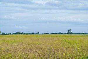 arroz campos lleno con dorado amarillo arroz granos eso es cosecha temporada para tailandés agricultores. durante el día allí será ser claro cielo y algunos nubes eso es un planta ese es popular todas terminado el mundo. foto