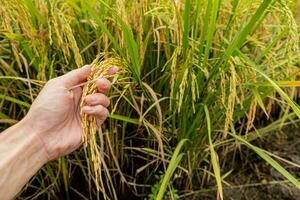 un agricultores mano sostiene arroz granos en el campo a admirar el Produce crecido en el arroz campo ese tailandés personas me gusta a crecer como el principal cosecha de agricultores. foto