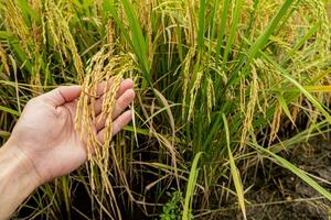 un agricultores mano sostiene arroz granos en el campo a admirar el Produce crecido en el arroz campo ese tailandés personas me gusta a crecer como el principal cosecha de agricultores. foto