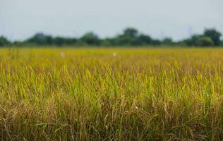 arroz campos lleno con dorado amarillo arroz granos eso es cosecha temporada para tailandés agricultores. durante el día allí será ser claro cielo y algunos nubes eso es un planta ese es popular todas terminado el mundo. foto