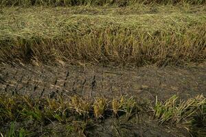 Rice stubble cut with a rice harvester Until all that is left is like every tree. And there was a small piece of rice straw stuck to it. photo