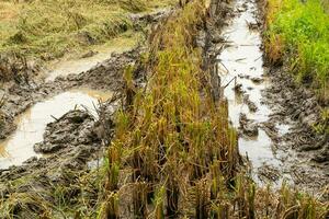 Rice stubble cut with a rice harvester Until all that is left is like every tree. And there was a small piece of rice straw stuck to it. photo