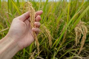 A farmer's hand holds rice grains in the field to admire the produce grown in the rice field that Thai people like to grow as the main crop of farmers. photo