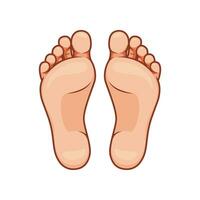 Foot soles illustration. Bare feet vector isolated on white background. Botom voot vector