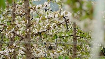 Cereza arboles en florecer en un campo video