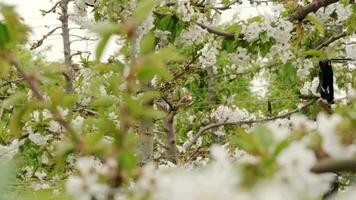 körsbär träd i blomma i en fält med de vind rör på sig de träd, video