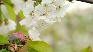 Weiß Kirsche blühen im schleppend Bewegung im ein Kirsche Feld video