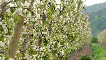 cherry trees in blossom in a field video