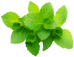 Mint leaf on transparent background. Fresh raw mint leaves isolated. AI Generated png