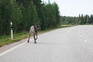 Reindeer on the road. Northern Finland photo