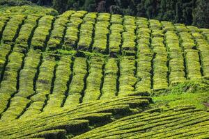 Tea plantation in Porto Formoso. Amazing landscape of outstanding natural beauty photo