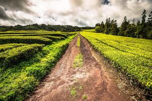 Tea plantation in Porto Formoso on the north coast of the island of sao miguel. The Azores are one of the main tourist destinations for holidays in Portugal. photo