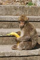 Barbaby Ape sitting on wall overlooking the port area, Gibraltar, UK, Western Europe. photo