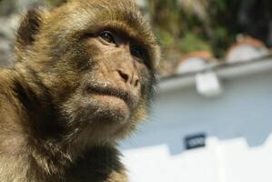 barbaby mono sentado en pared con vista a el Puerto área, Gibraltar, Reino Unido, occidental Europa. foto