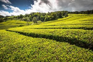 Tea plantation in Porto Formoso. Amazing landscape of outstanding natural beauty photo