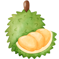 durian, aquarelle durian png