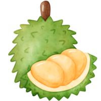 durián, acuarela Durian png