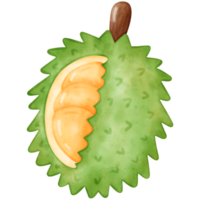 durião, aguarela durian png