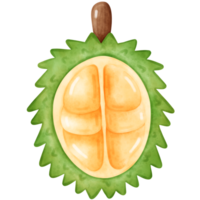 durião, aguarela durian png