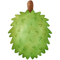 durião, aguarela durian png