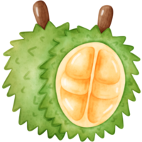 durián, acuarela Durian png