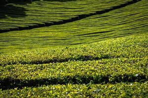 Tea plantation in Porto Formoso. Amazing landscape of outstanding natural beauty photo