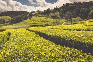 Tea plantation in Porto Formoso. Amazing landscape of outstanding natural beauty photo