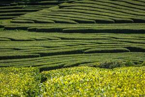 Tea plantation in Porto Formoso. Amazing landscape of outstanding natural beauty photo