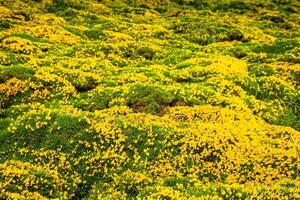 the yellow Flowers -Background with the Flowers photo