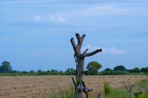 el arroz campos son cosechado y solamente arroz rastrojo permanece en el medio de el campos. durante el día el Dom estaba acerca de a colocar. usted será ver un naranja ligero en el cielo. foto